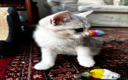 British Shorthair cats for sale: Beautiful British Shorthair/Turkish Angora Kittens - Image 25