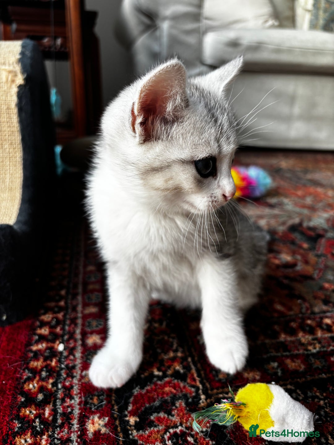 British Shorthair cats for sale: Beautiful British Shorthair/Turkish Angora Kittens - Image 25