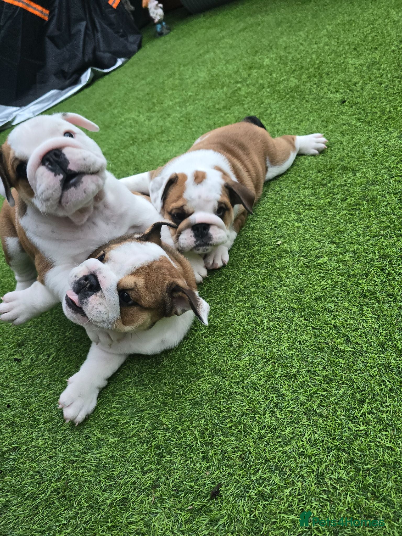 English Bulldog dogs 🐾 Ready next week red/white bulldog pups 🐶 - Advert 3