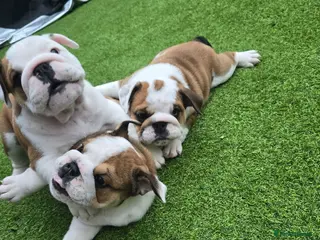 English Bulldog dogs 🐾 Ready next week red/white bulldog pups 🐶 - Advert 3