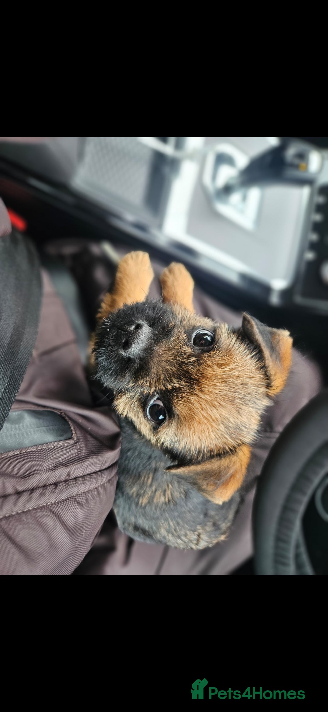 Border Terrier dogs for sale: Border Terrier Female Puppy - Advert 3