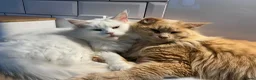 Maine Coon cats for sale: Beautiful full Maine Coon kittens  - Advert 7
