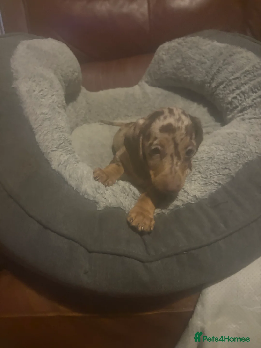 Miniature Dachshund dogs for sale: Miniature dachshund puppies - Advert 3