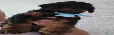 Cavapoo 1