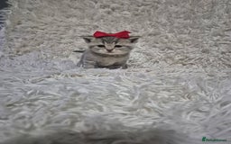 British Shorthair cats for sale: British short-hair kittens - Advert 14