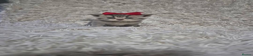 British Shorthair Kitten 4