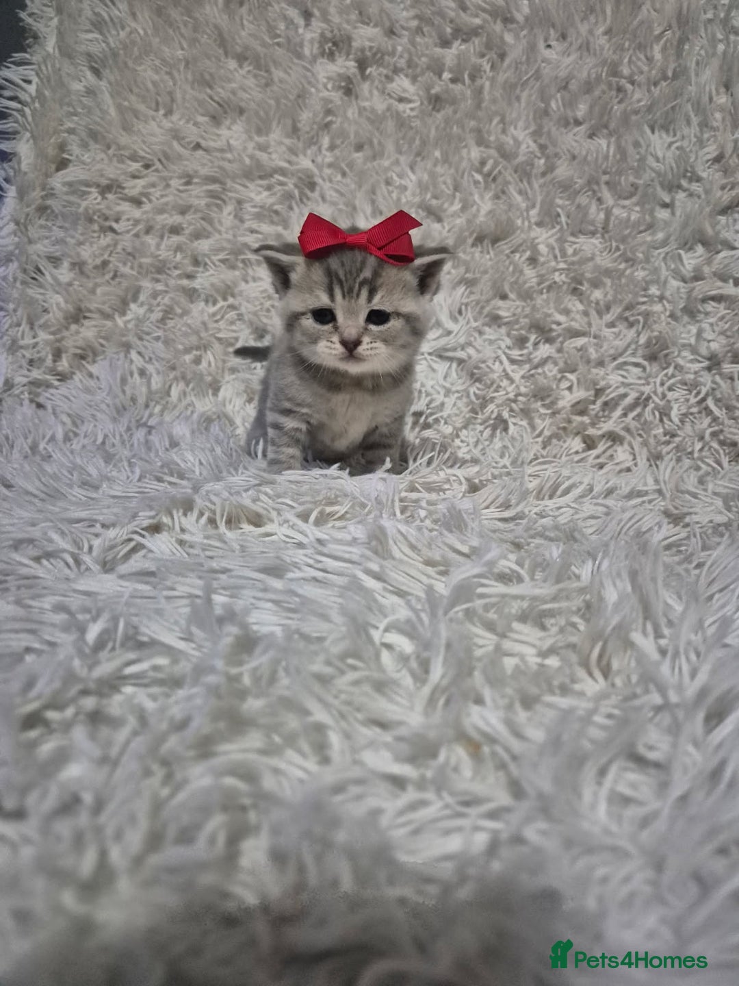 British Shorthair cats for sale: British short-hair kittens - Advert 14