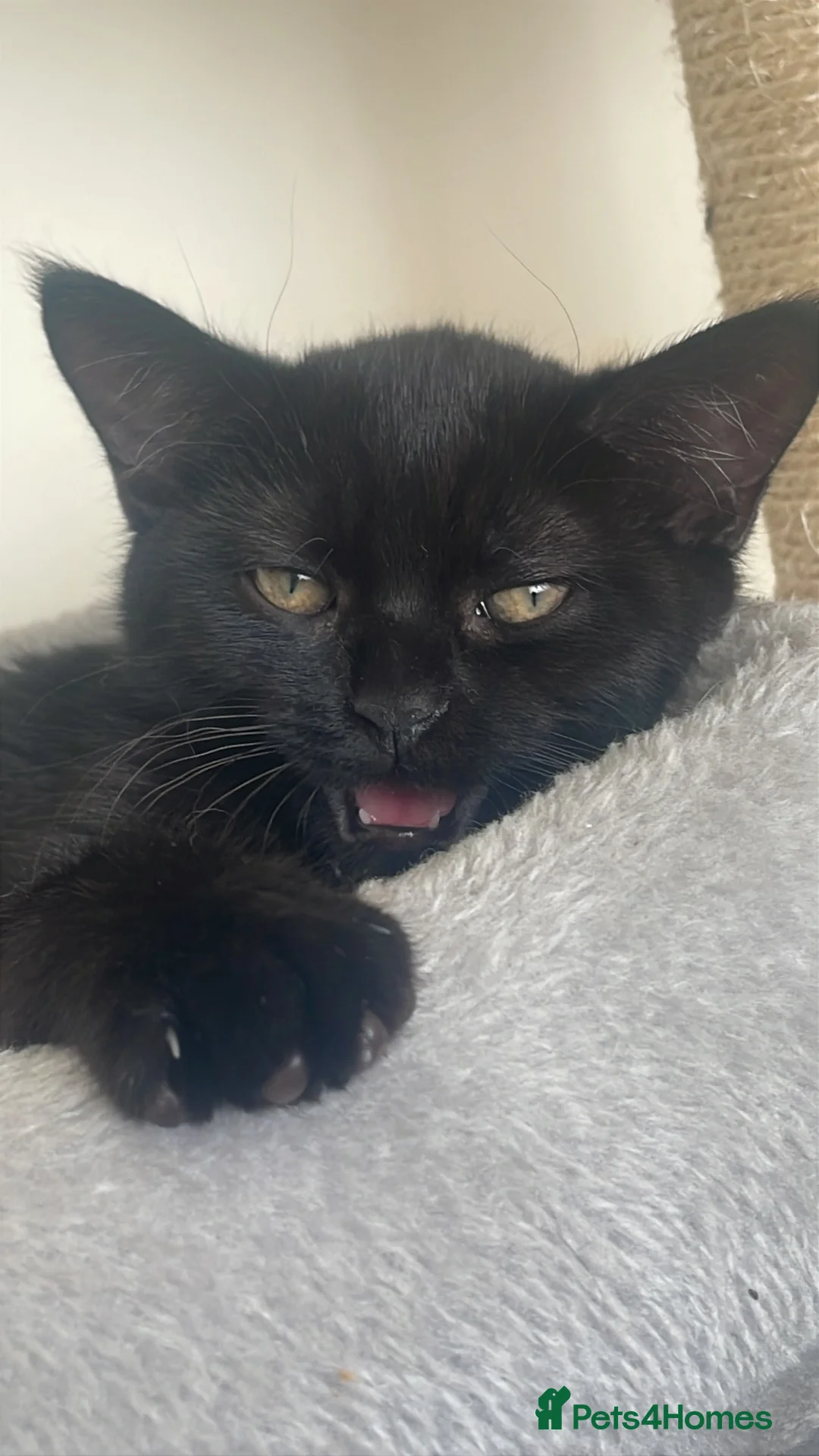 Mixed Breed cats for sale: 4 month kitten  - Advert 2