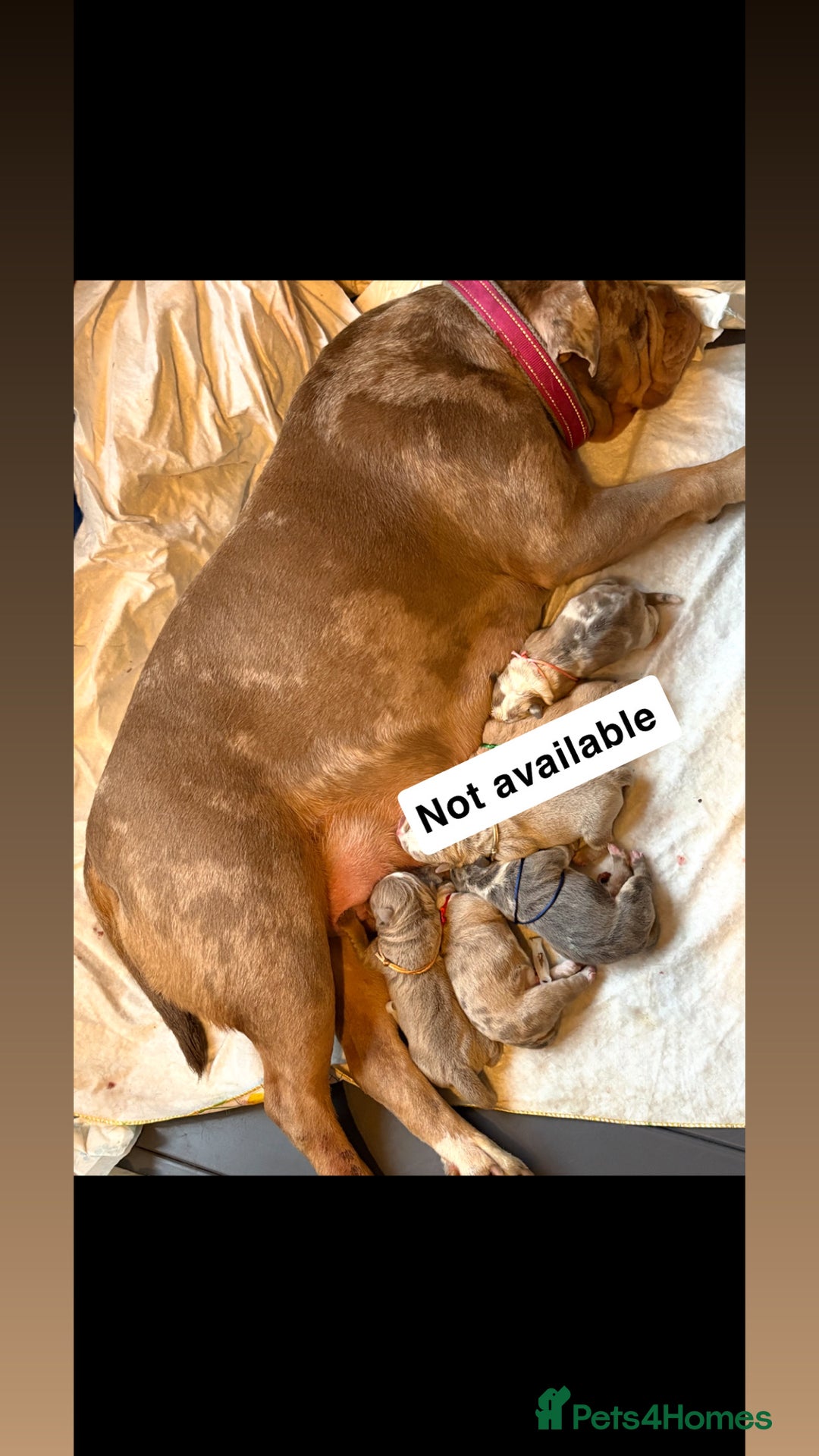 Old Tyme Bulldog dogs for sale: Old Tyme Bulldog Puppies - Advert 3