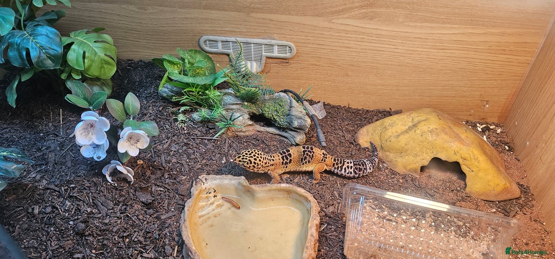 Leopard Gecko reptiles for sale: Leopard gecko  - Image 4