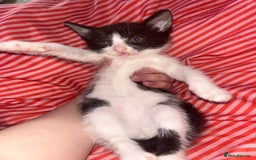 Mixed Breed cats for sale: 4 kittens needing a good home asap. - Image 6