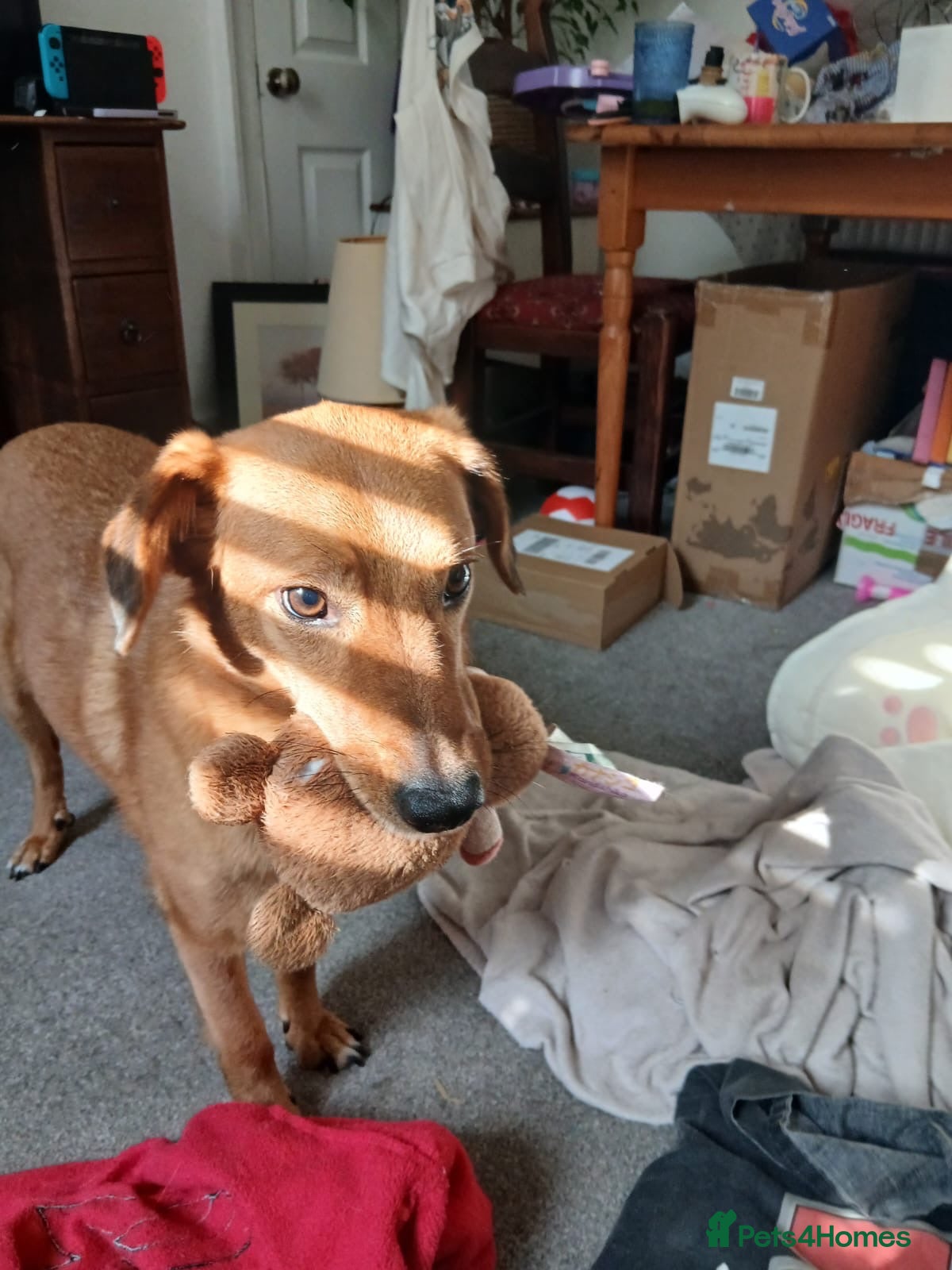 Mixed Breed dogs 💙🐶 HARRY – A CLEVER, PLAYFUL CUDDLE BOY - Advert 17
