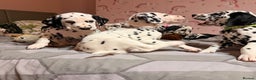 Dalmatian dogs for sale: 🐾 Beautiful Dalmatian Puppies 🐶  - Advert 23