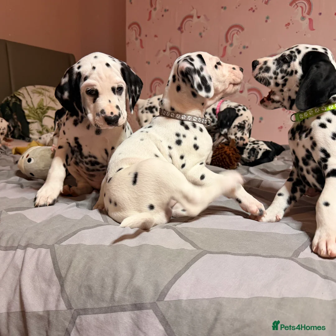 Dalmatian dogs for sale: 🐾Our Last Boy looking for forever home 🐶 💙 - Advert 21