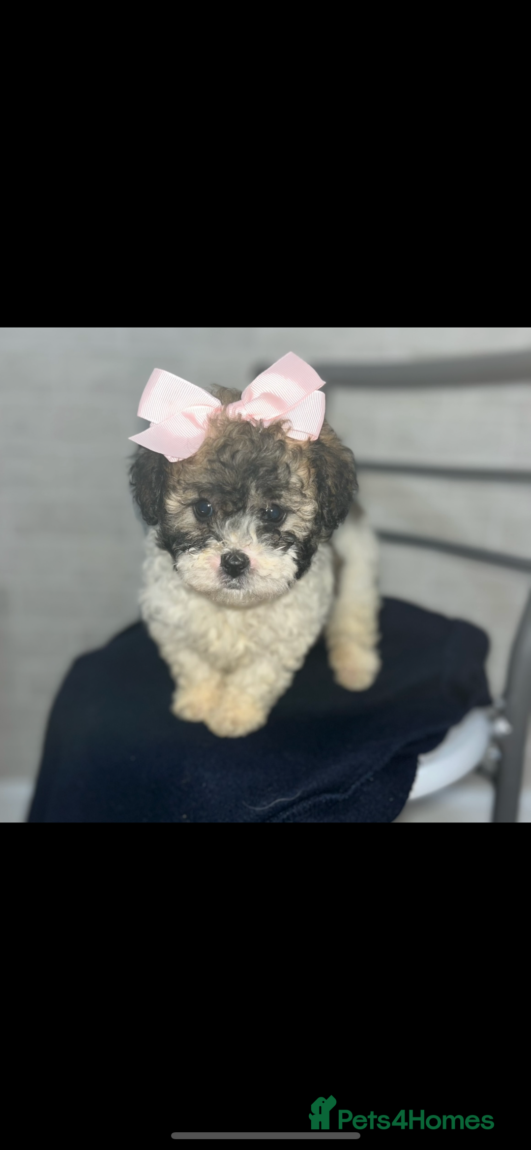 Shihpoo dogs for sale: Shihpoos  - Advert 21