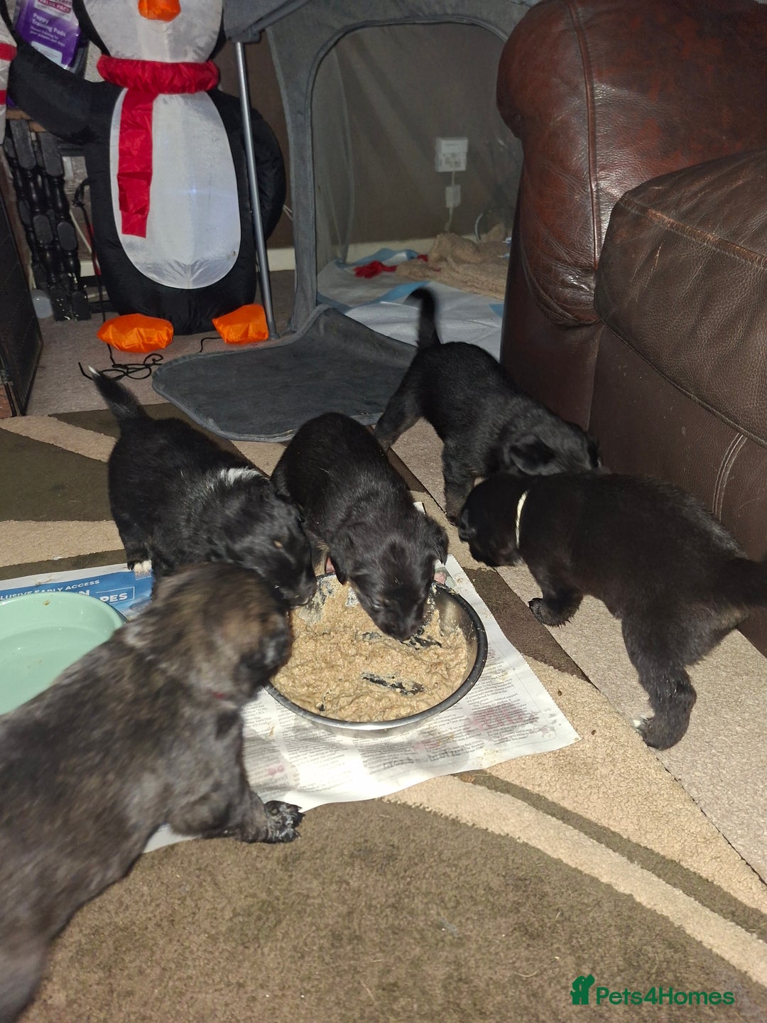 Mixed Breed dogs for sale: Puppies - Advert 9