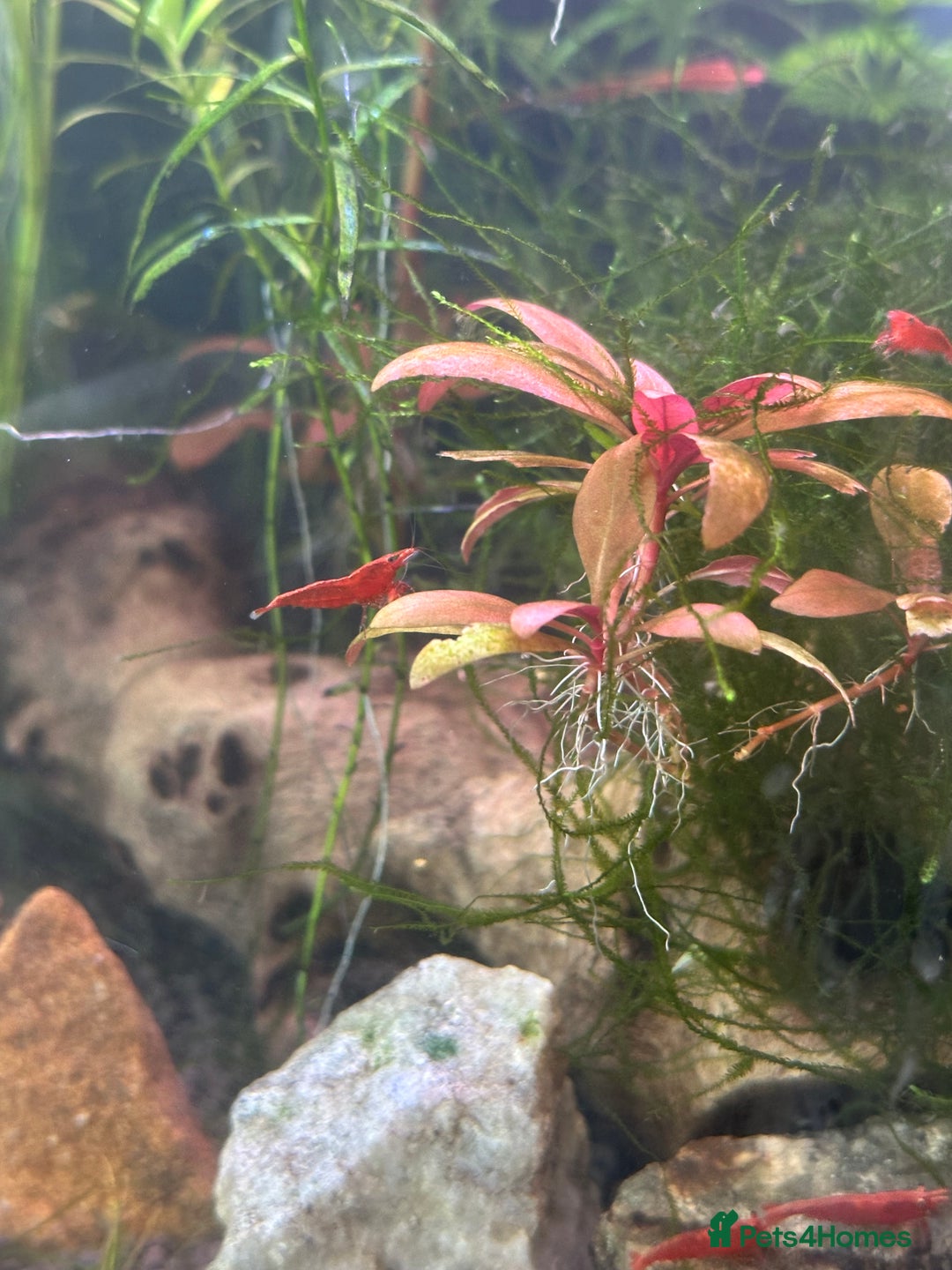 Shrimps fish for sale: Red Cherry Shrimps - Advert 3