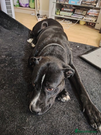 Mixed Breed dogs - Advert 14