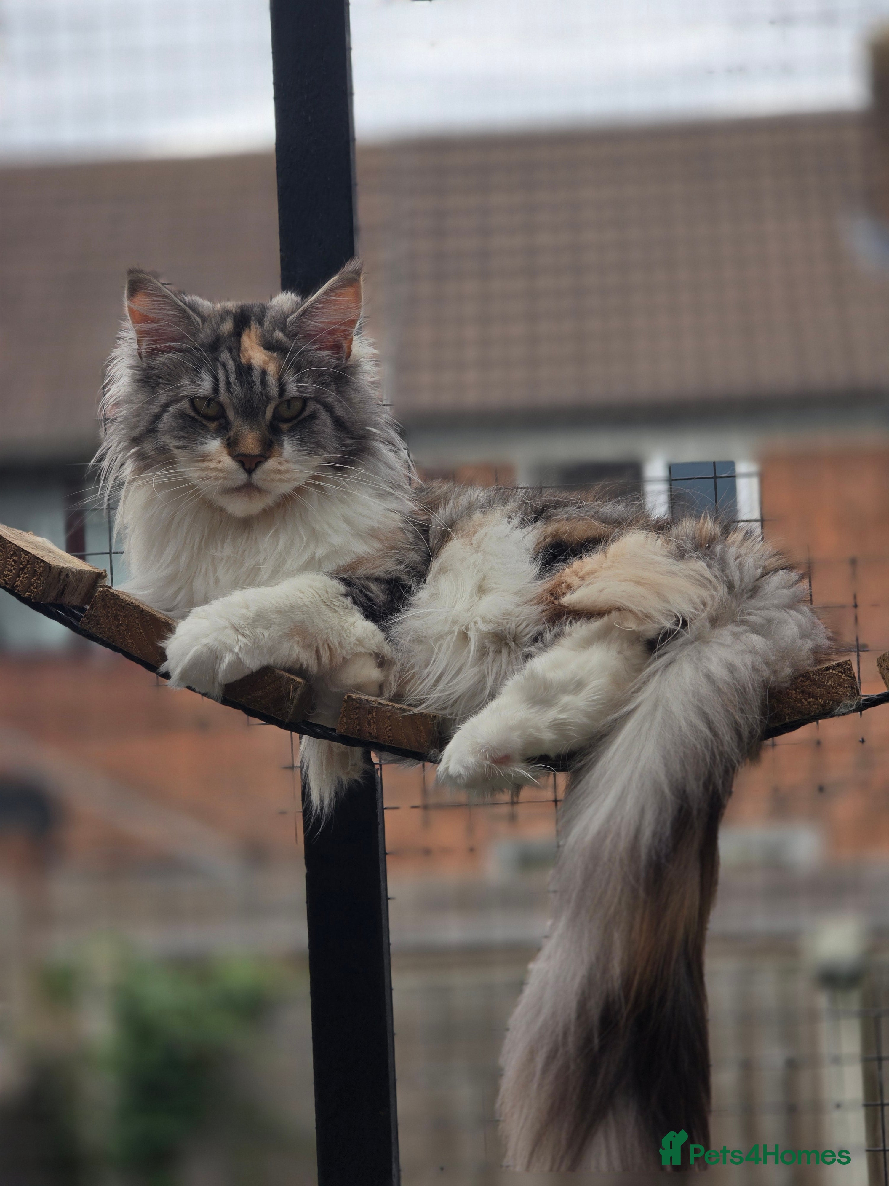 Maine Coon cats 5 Stunning Maine Coon Kittens Tica Registered  - Advert 1