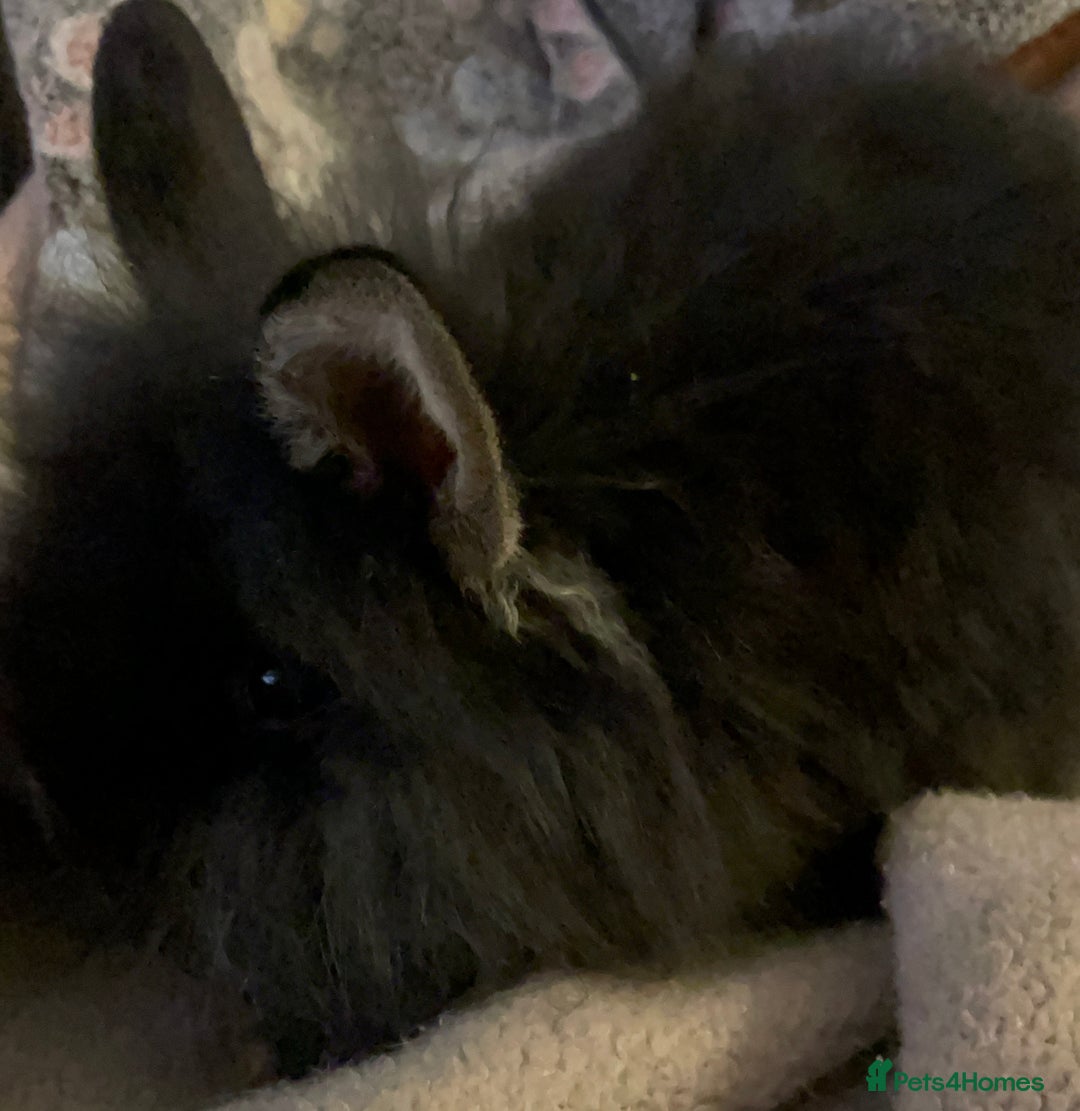 Lionhead rabbits for sale: bunnies - Advert 19