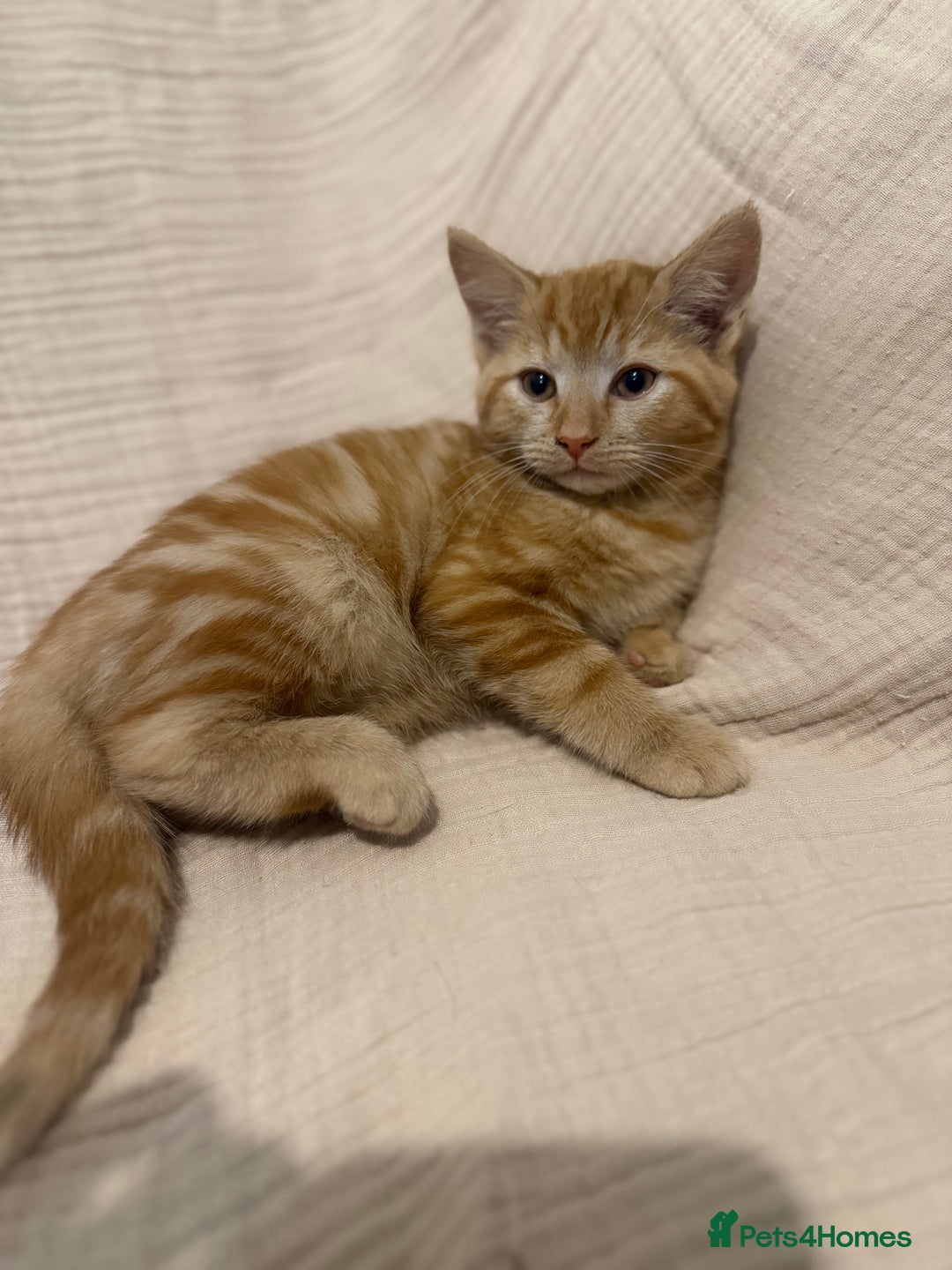 Mixed Breed cats for sale: 3 little girls - Image 7