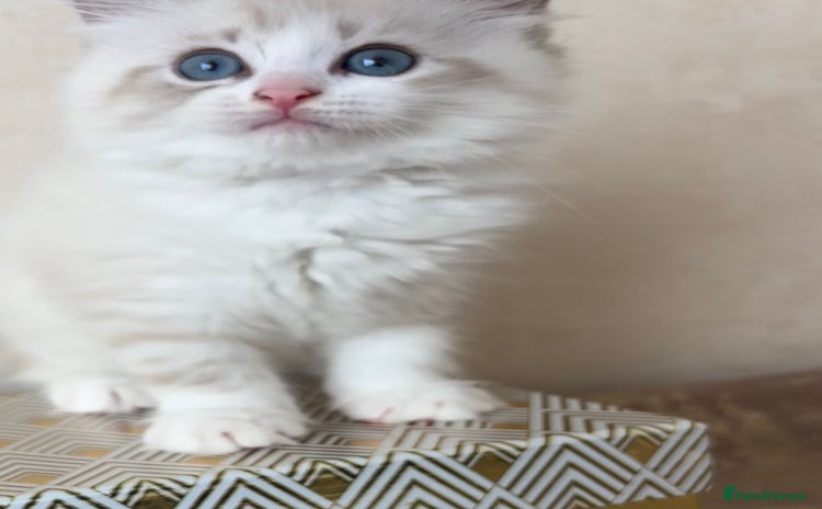 Siberian cats - Advert 1