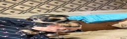Mixed Breed dogs for sale: Jorkie pups for sale  - Advert 15