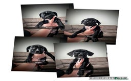 Mixed Breed dogs for sale: Cane corso cross  - Image 16