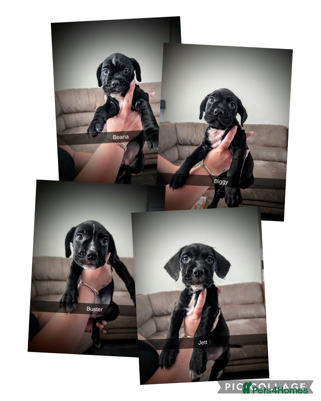 Mixed Breed dogs for sale: Cane corso cross  - Image 16
