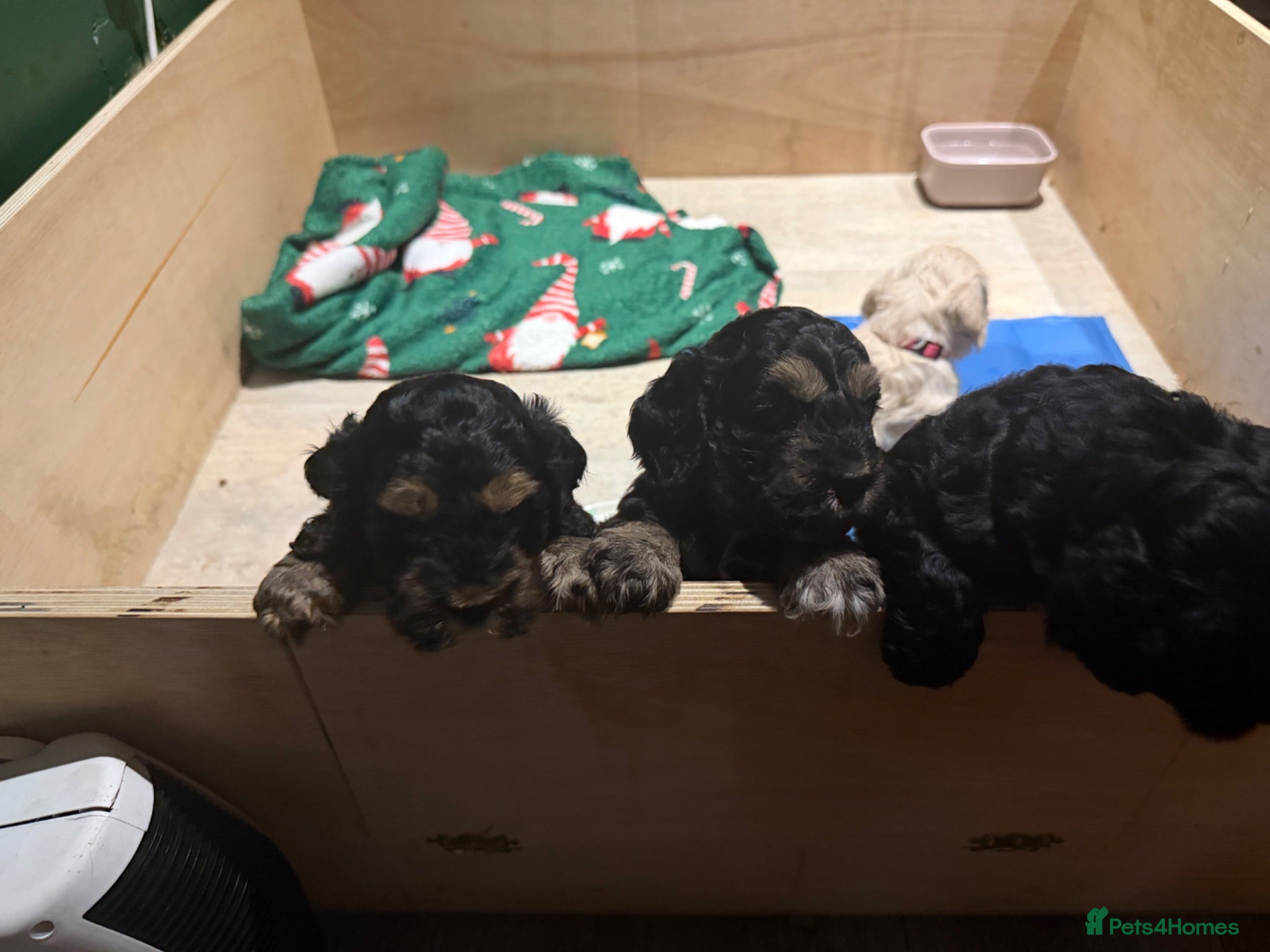 Cockapoo dogs Gorgeous phantom cockapoos!  - Advert 2