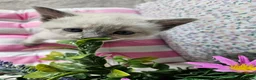 Ragdoll cats for sale: Ragdoll - Advert 5