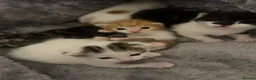 Mixed Breed cats for sale: 5 mixed breed kittens looking for a forever home - Advert 36