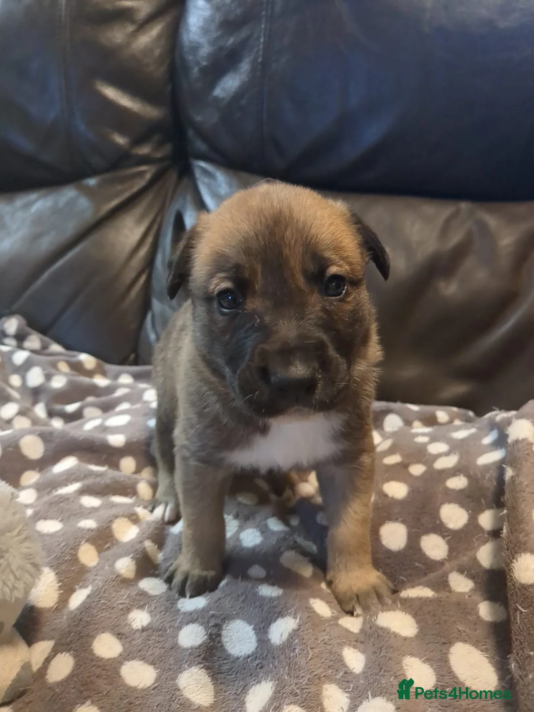 Lurcher dogs for sale: Lurcher pups Bedlington x whippet x greyh x collie - Advert 2