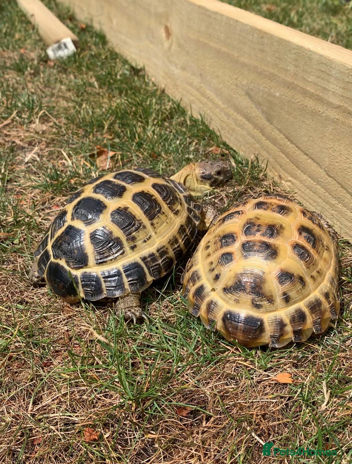 Tortoise reptiles 2 horsefield tortoises  - Advert 1