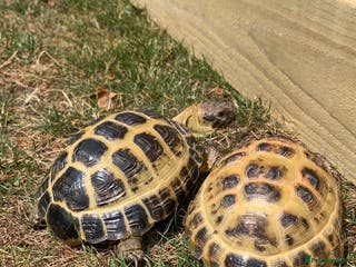 Tortoise reptiles 2 horsefield tortoises - Advert 1