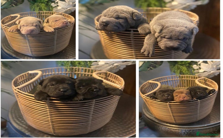 Shar Pei dogs - Advert 2