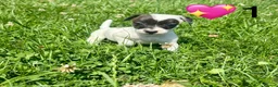 Jack Russell dogs for sale: Beautiful Jack Russell Pups Ready for Forever Home - Advert 7