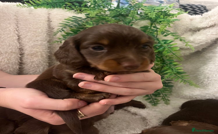 Miniature Dachshund dogs - Advert 12