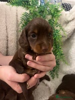 Miniature Dachshund dogs Long Haired Miniature Dachshunds Chocolate and Tan - Advert 2