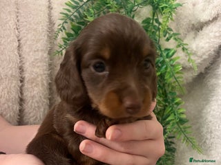 Miniature Dachshund dogs Ready Now Long Haired Miniature Dachshunds - Advert 6