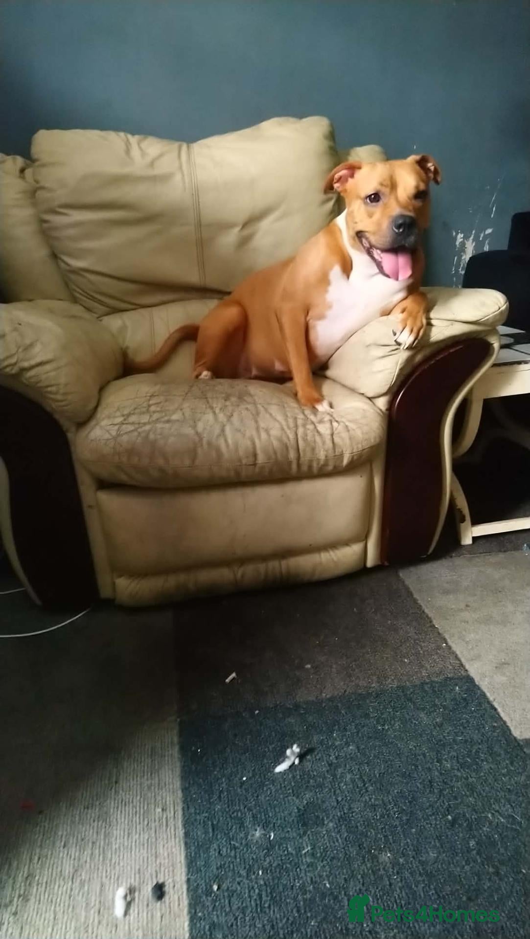 American Bulldog dogs for sale: Female puppy  - Advert 2