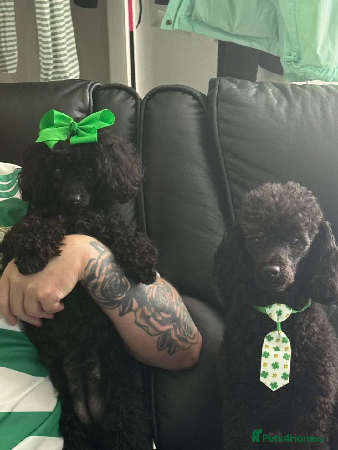 Toy Poodle dogs for sale: Lovely toy poodle can see mum and dad in Stirling - Advert 5