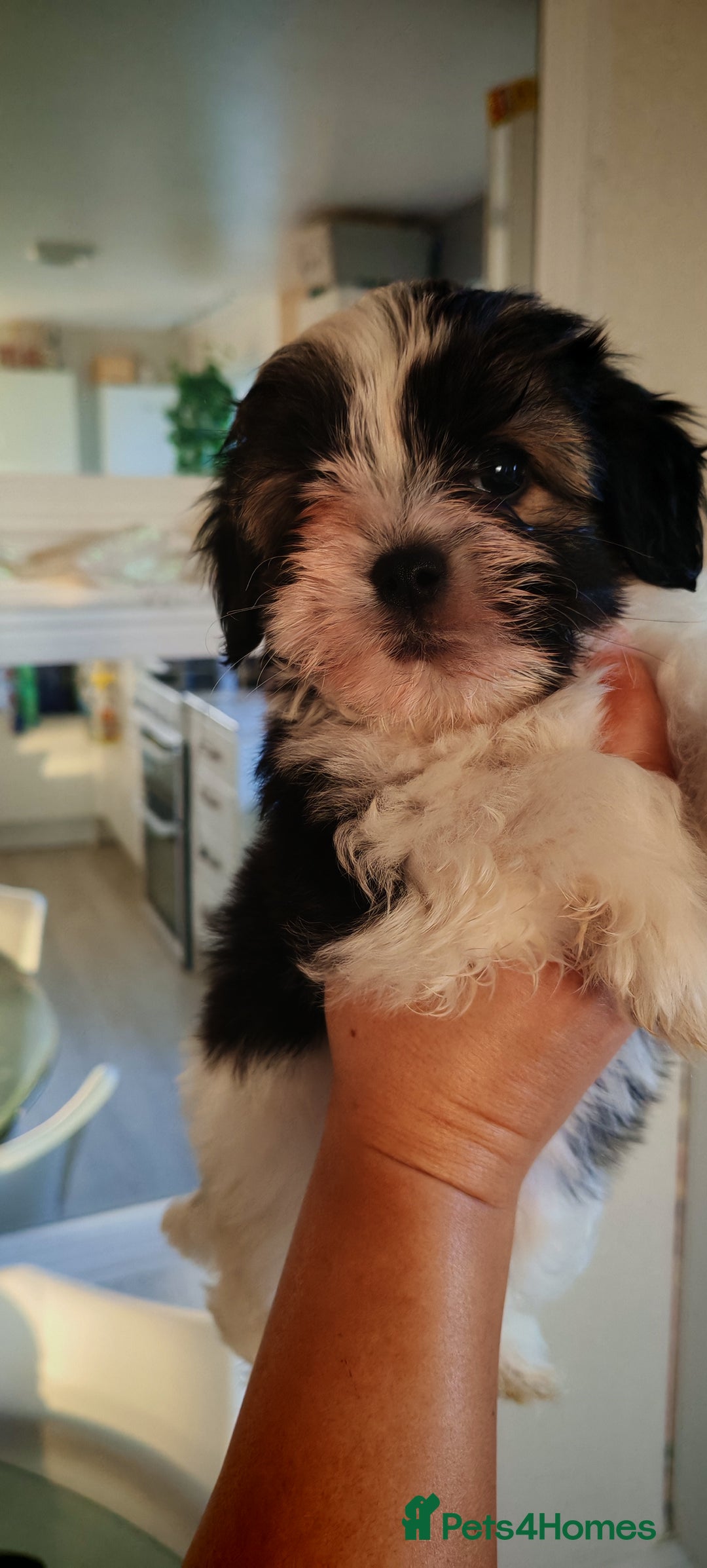 Shih Tzu dogs for sale: Beautiful full breed fluffy Shih Tzu boy  - Advert 11