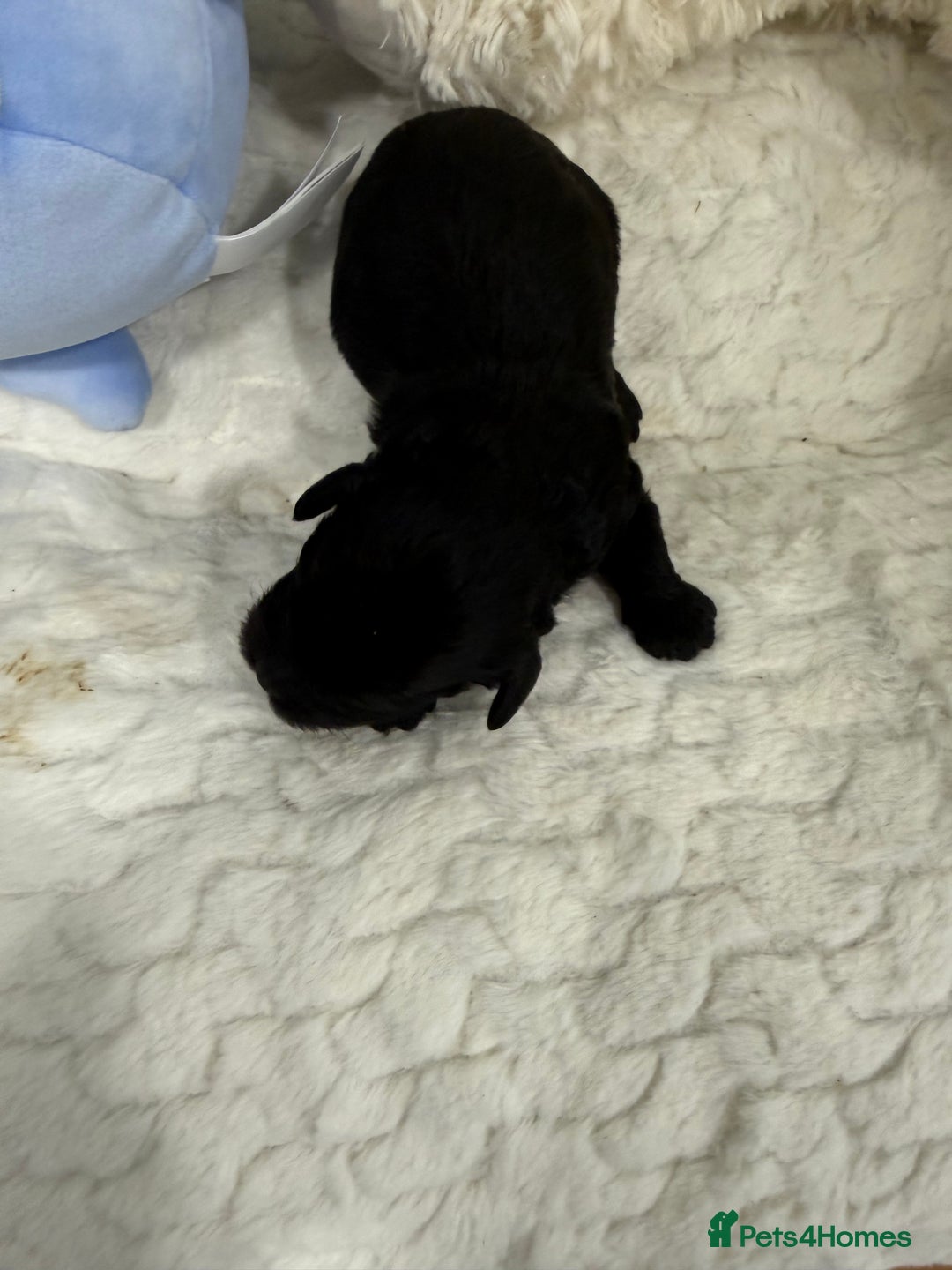 Cavapoo dogs for sale: Beautiful f1b. Black, black & Tan full DNA clear.  - Advert 9