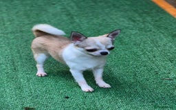 Chihuahua dogs for sale: Beautiful Tiny Young Male Chihuahua AVAILABLE. - Image 4