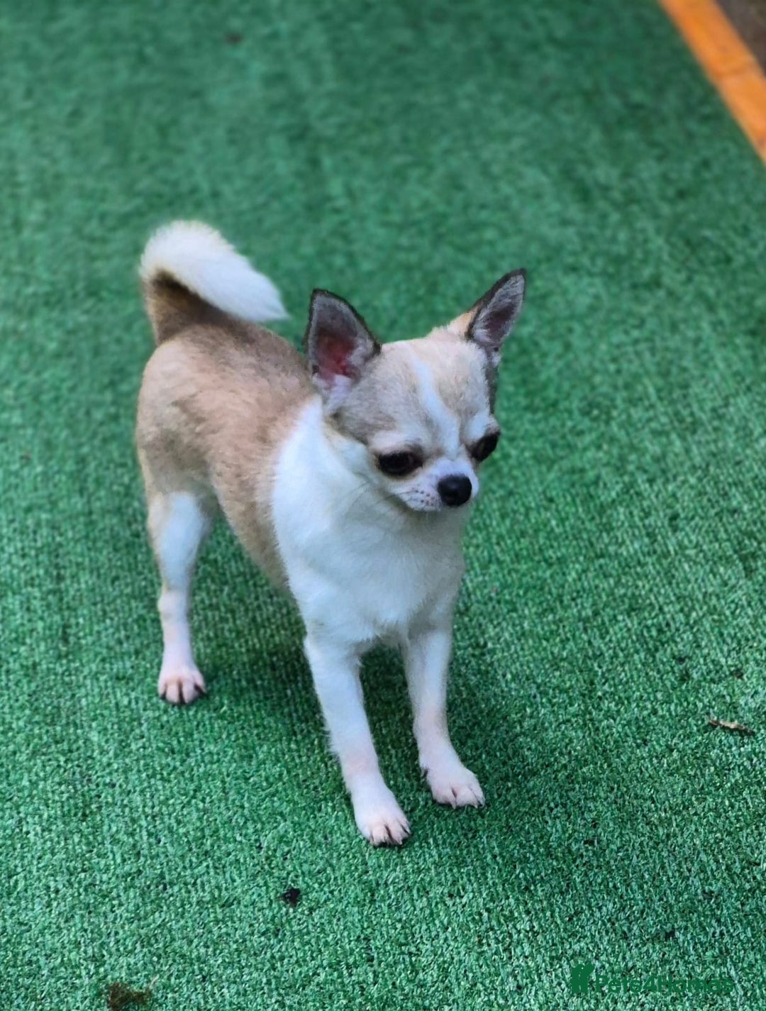 Chihuahua dogs for sale: Beautiful Tiny Young Male Chihuahua AVAILABLE. - Image 4