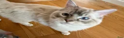 Ragdoll cats for sale: Beautiful Ragdoll Cats Looking for Loving Homes - Advert 5