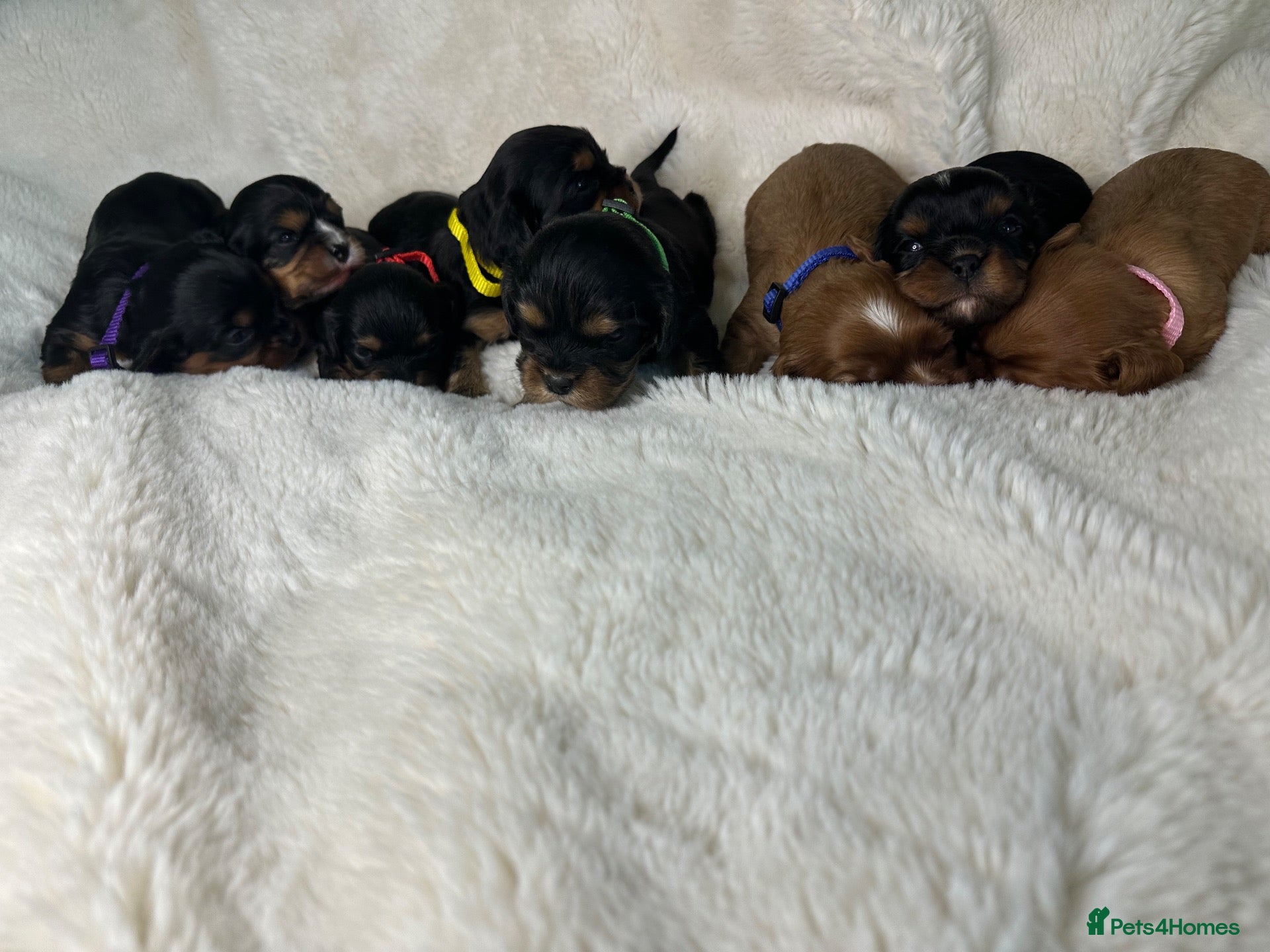 Cavalier King Charles Spaniel dogs Extensively health tested Puppys  - Advert 6