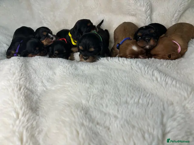Cavalier King Charles Spaniel dogs Kc reg extensively health tested Cav pups - Advert 20
