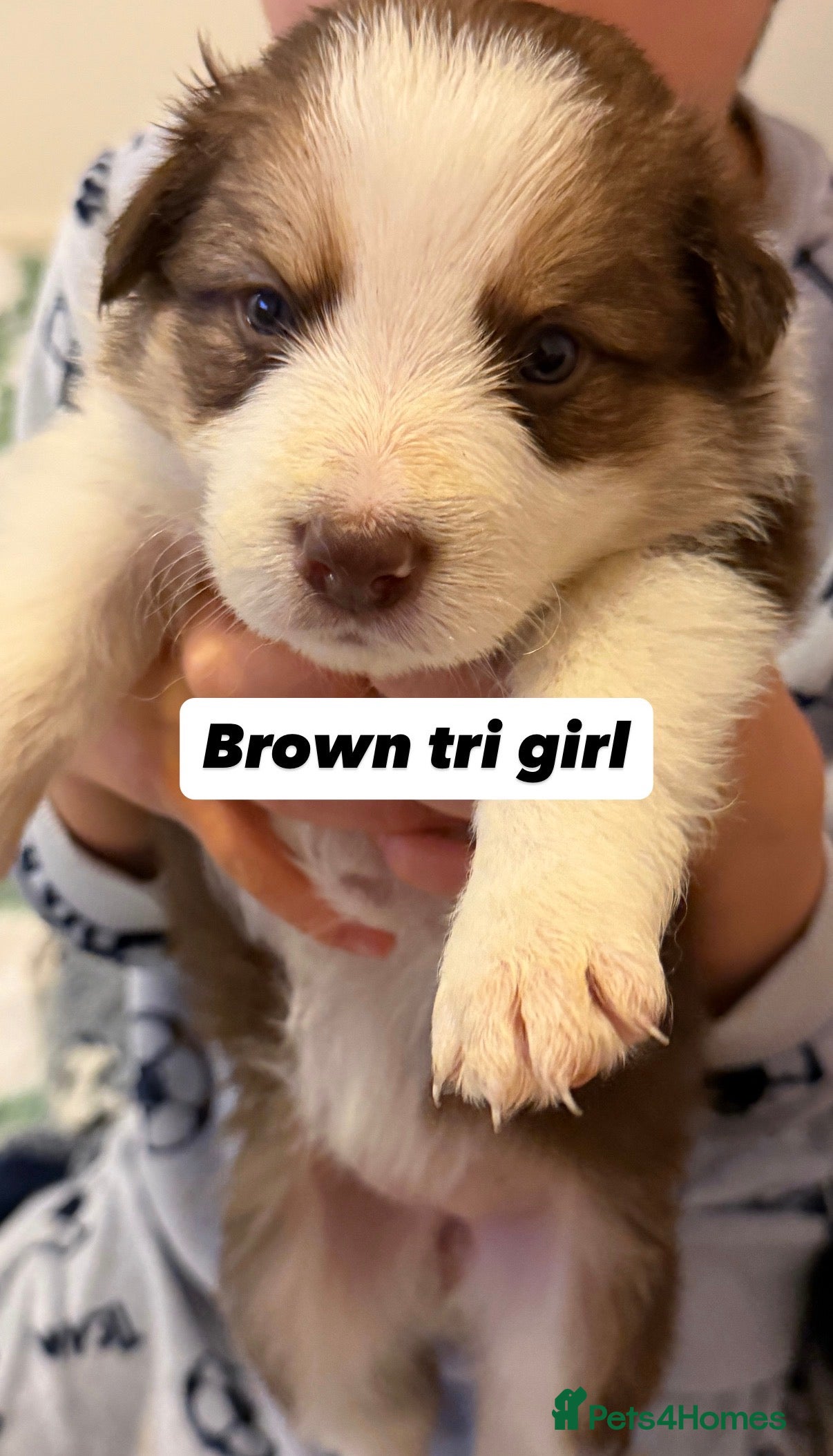 Border Collie dogs Litter of collie pups - Advert 3